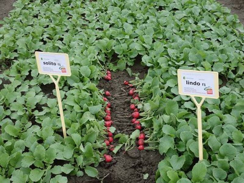 ganz neu auf www.seed-plant.at