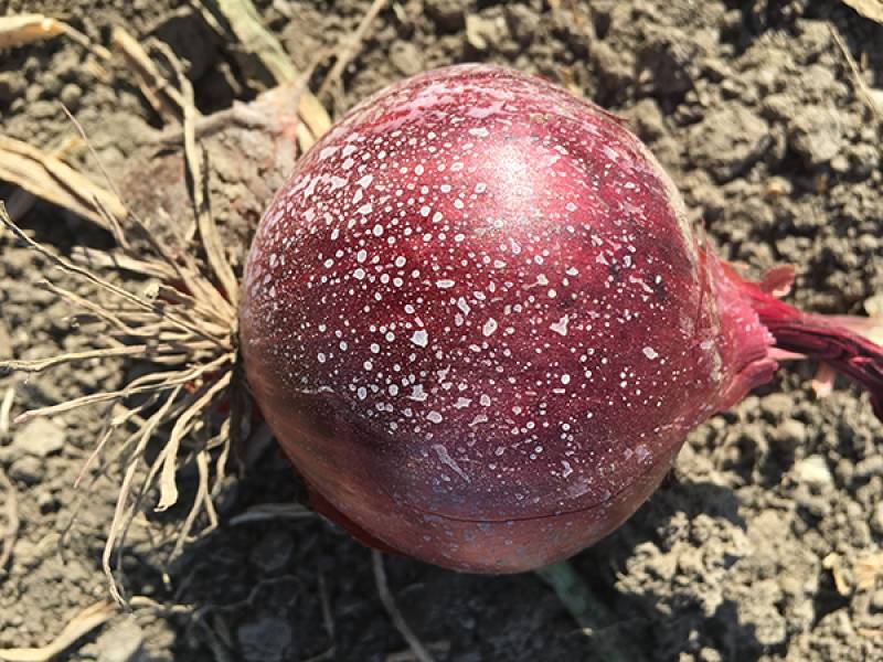 pflanzenstärkungsmittel gegen sonnenstress