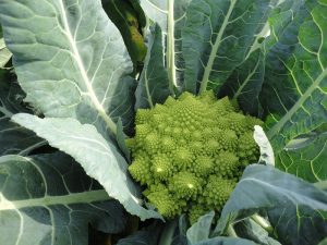 romanesco navona f1