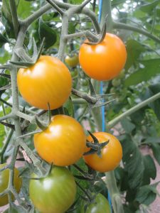 tomate summer sun f1