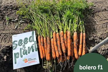 enge partnerschaft vilmorin-mikado und seed & plant