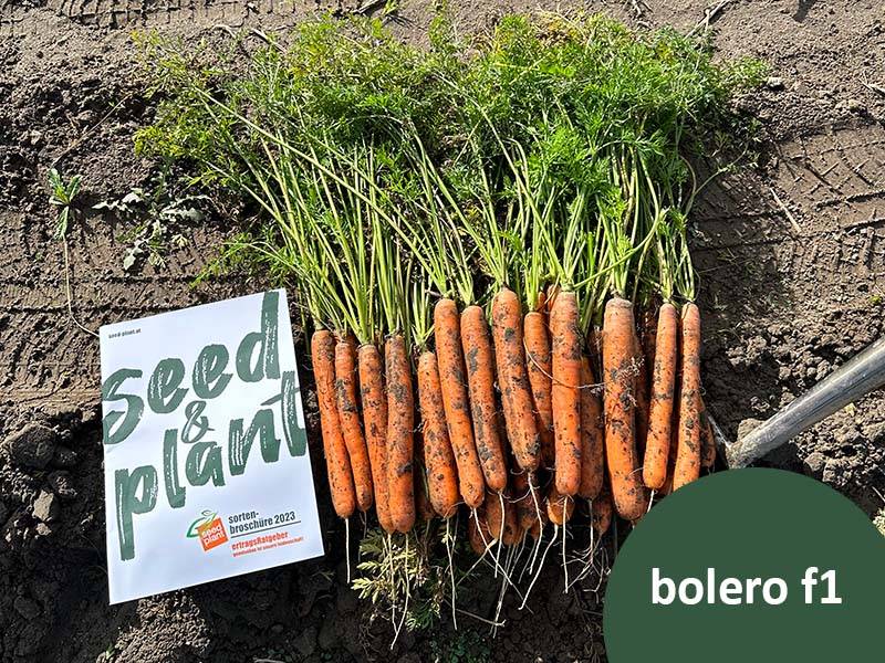 enge partnerschaft vilmorin-mikado und seed & plant