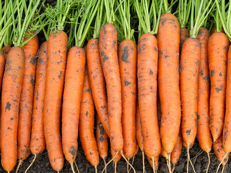 noch mehr karotten-genetik bei seed & plant!